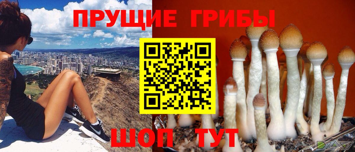 Псилоцибиновые грибы Psilocybe Среднеуральск
